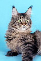 Portrait of Maine coon cat laying on blue background. Big and fluffy domestic pet with green eyes and expressive look attentively watches something. Tassels on the ears, tabby color. Copy space.