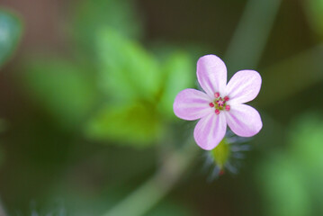 Herb-robert - Geranium robertianum, beautiful small flowering plant from European meadows, Czech Republic.