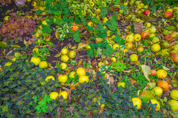 Colorful apples fallen from an apple tree in a garden in autumn, Almere, Flevoland, The Netherlands, October 31, 2020