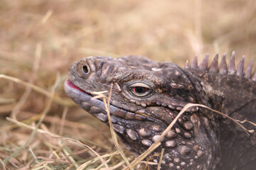 closeup head or face of brown iguana or cyclura nubila and cuba iguana on straw or dry grass and side view for wildlife and reptiles or cold blooded animal