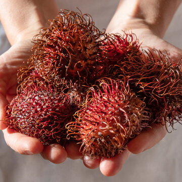 Fresh red Letchi Rambutan in the palm of your hand