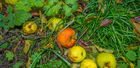 Colorful apples fallen from an apple tree in a garden in autumn, Almere, Flevoland, The Netherlands, October 31, 2020