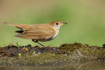 Veery, Catharus fuscescens