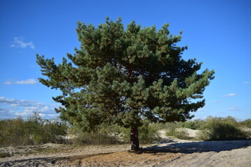 pine tree on a hill