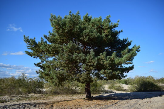 pine tree on a hill