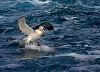 Tristan Albatross, Diomedea dabbenena