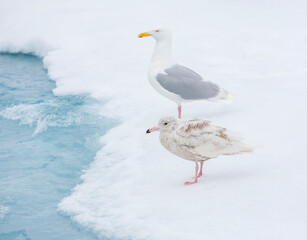Glaucous Gull, Larus hyperboreus