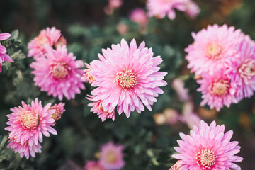 Fototapeta premium pink chrysanthemum flowers