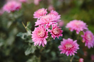 Obraz premium close up of pink flower