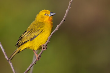 Holub's Golden Weaver, Ploceus xanthops