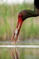 Black Stork, Ciconia nigra
