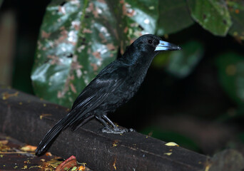 Black Butcherbird, Melloria quoyi