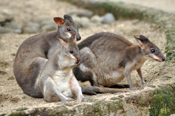Naklejka na ściany i meble kangaroo family