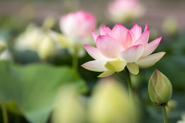 Obraz premium 蓮の花 初夏イメージ