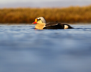 King Eider, Somateria spectabilis