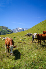 Obraz premium Cows in alpine pasture, Pralognan la Vanoise, French Alps