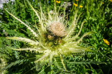 alpine sea holly, Eryngium alpinum, in Savoie, France