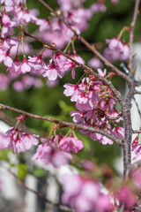 桜の花　春のイメージ