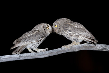 Western Screech Owl, Megascops kennicottii