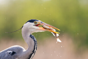 Grey Heron, Ardea cinerea