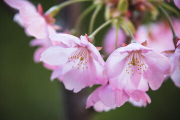 桜の花　春のイメージ
