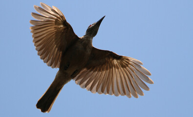 Tanimbar Oriole, Oriolus decipiens