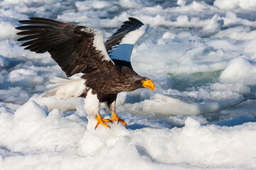 Steller's Sea Eagle, Haliaeetus pelagicus