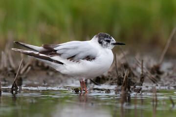 Little Gull, Hydrocoloeus minutus