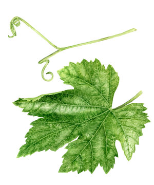 Grape leaf and tendril watercolor illustration isolated on white background