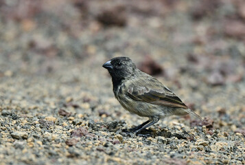 Small Tree Finch, Camarhynchus parvulus parvulus