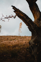 Beautiful and colorful orange path leading into the autumn wood forest with orange autumn leaves. Harz National Park in Germany
