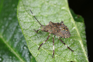 stink bug insects in natural state