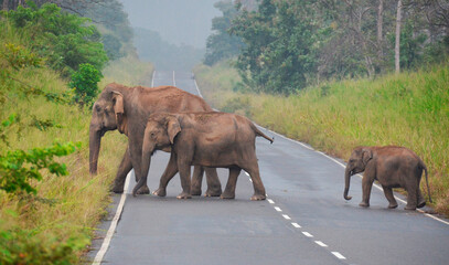 Fototapeta na wymiar Elefantes asiaticos cruzando una carretera dentro del parque nacional de Maduru Oya en Sri Lanka
