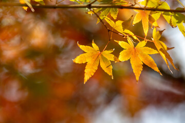 紅葉　秋の和風イメージ