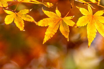 紅葉　秋の和風イメージ