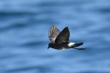 Elliot’s Storm Petrel, Oceanites gracilis
