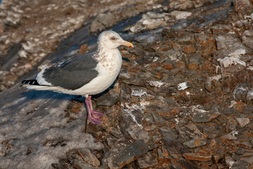 Slaty-backed Gull, Larus schistisagus