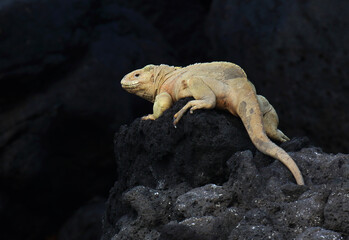 Santa Fe Iguana, Amblyrhynchus cristatus trillmichi