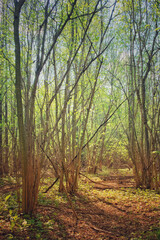 Naklejka premium Trees in the spring deciduous forest. Beautiful shady forest.