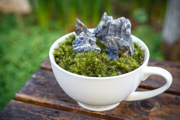 苔盆栽　和風イメージ