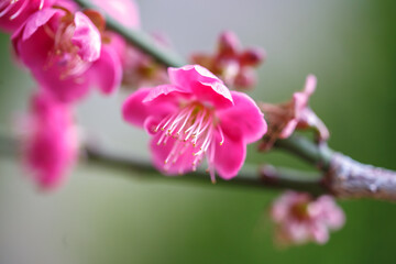Fototapeta na wymiar 紅梅　日本の初春イメージ