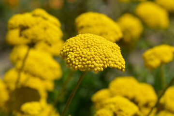 Gold plate yarrow