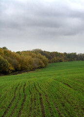 Fototapeta premium Autumn forest landscape with trees. Fall in the countryside