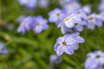ハナニラの花　春のイメージ