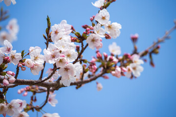 桜の花　春のイメージ