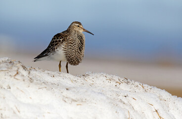 Pectoral Sandpiper, Calidris melanotos