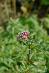 Hemp agrimony