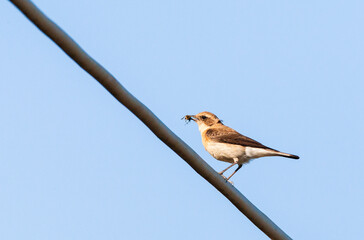 Eastern Black-eared Wheatear, Oenanthe melanoleuca