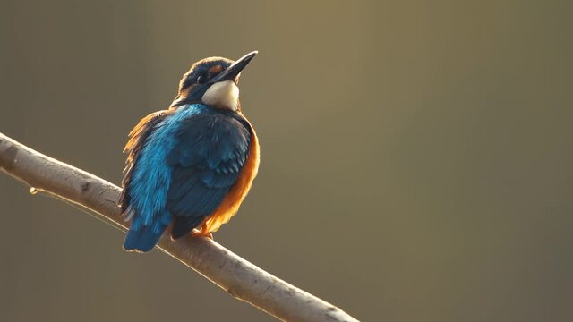 Common kingfisher (Alcedo atthis) on perch  in morning 