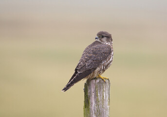 Smelleken, Merlin, Falco columbarius